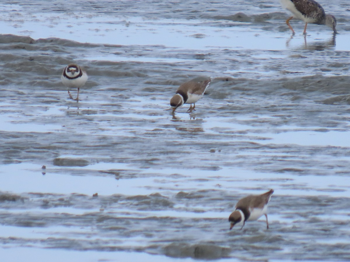 Semipalmated Plover - ML621803176