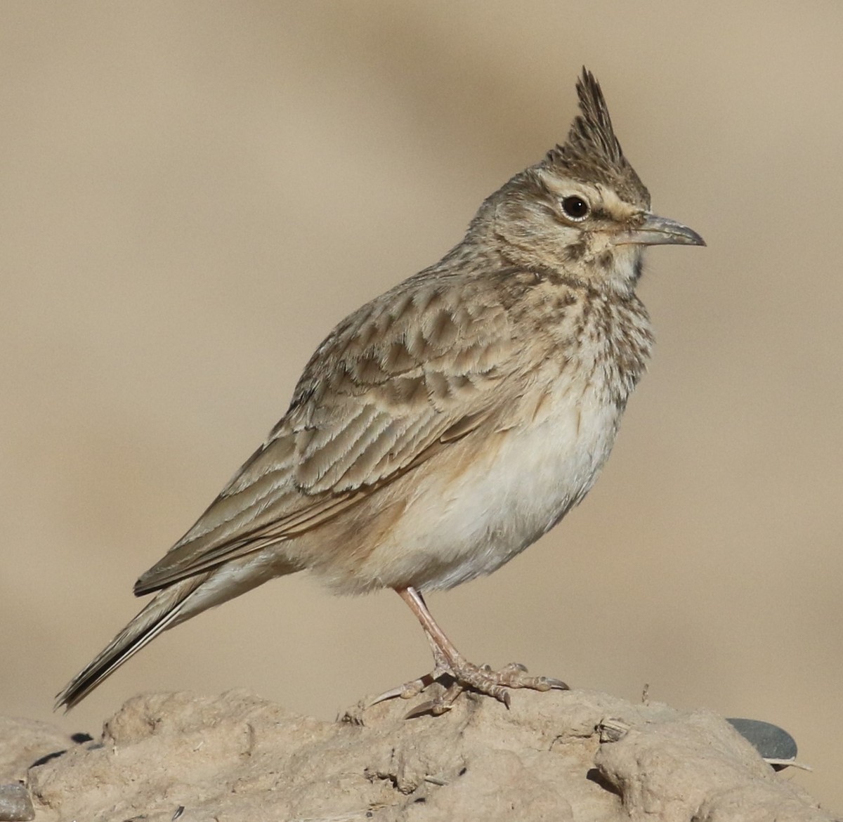 Crested Lark (Maghreb) - ML621803187