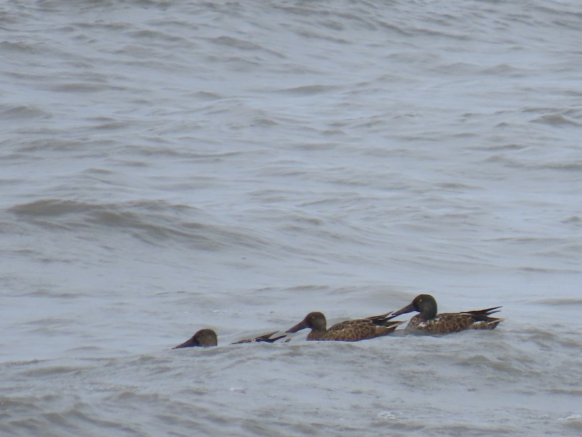 Northern Shoveler - ML621803203