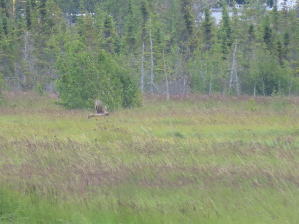 Northern Harrier - ML621803208