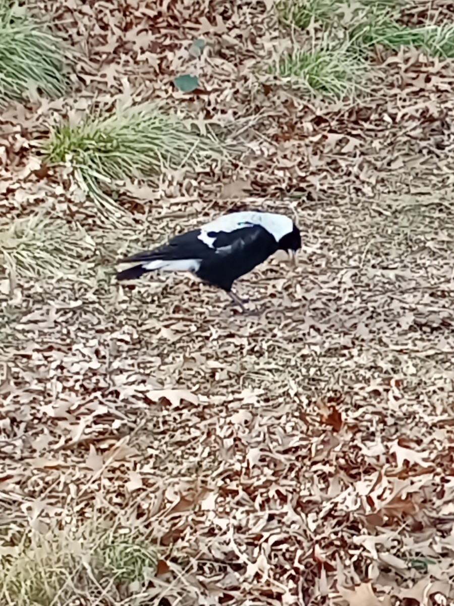 Australian Magpie (White-backed) - ML621803296