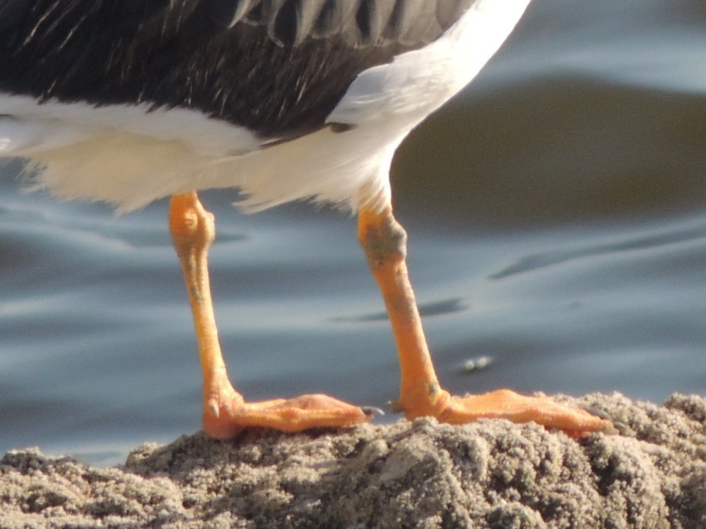 Yellow-footed Gull - ML62180341