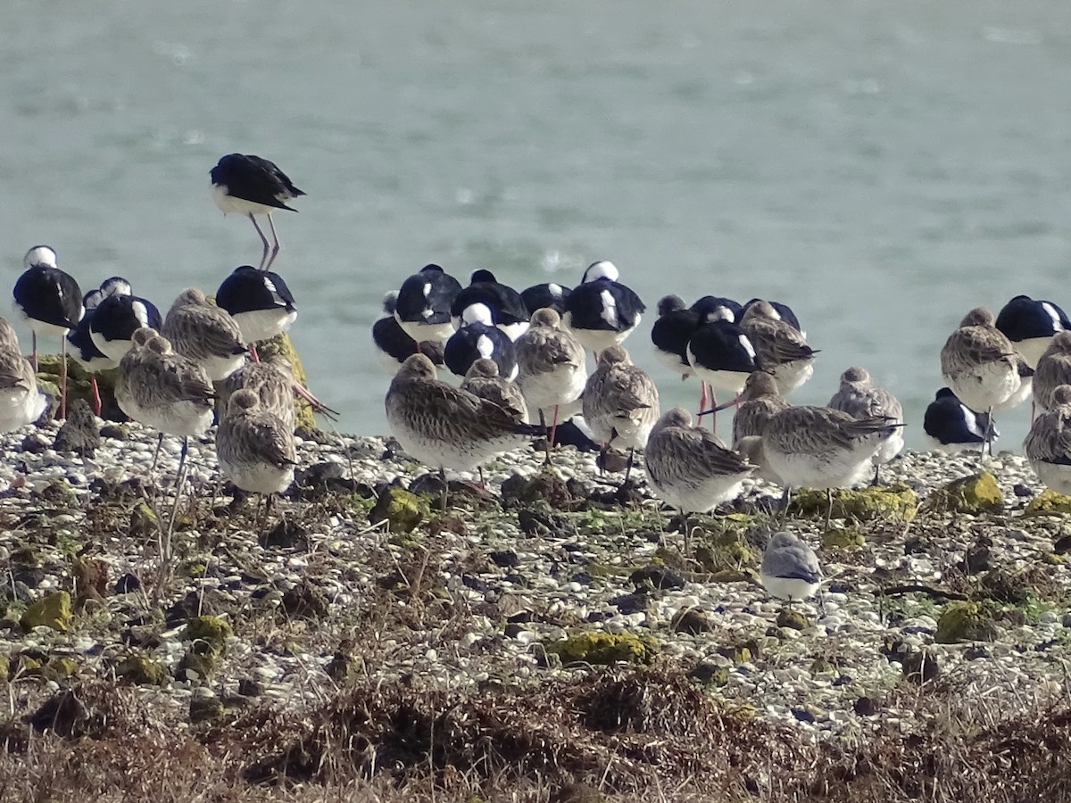 Bar-tailed Godwit - ML621803431