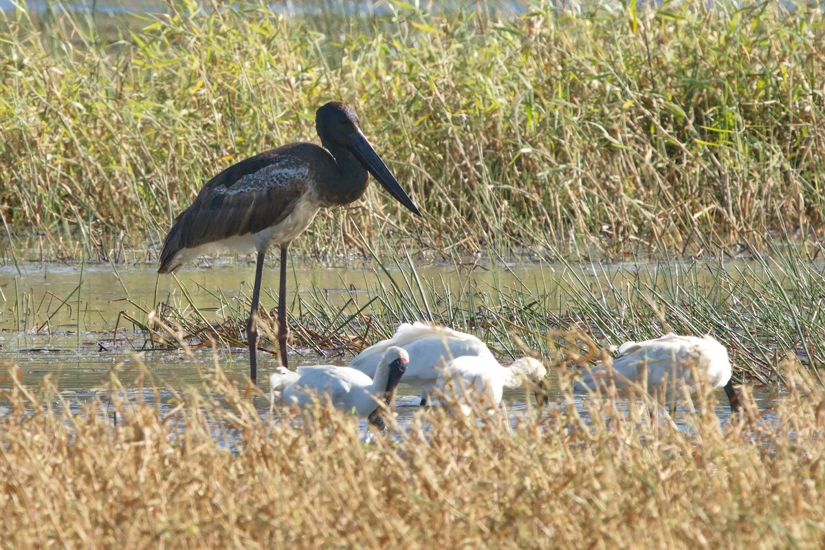 Black-necked Stork - ML621803455