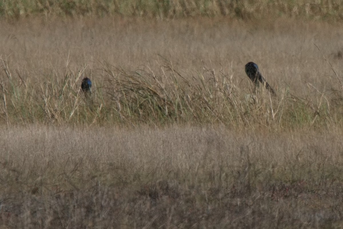 Black-necked Stork - ML621803457