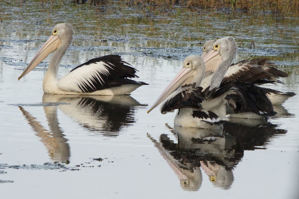 Australian Pelican - ML621803465