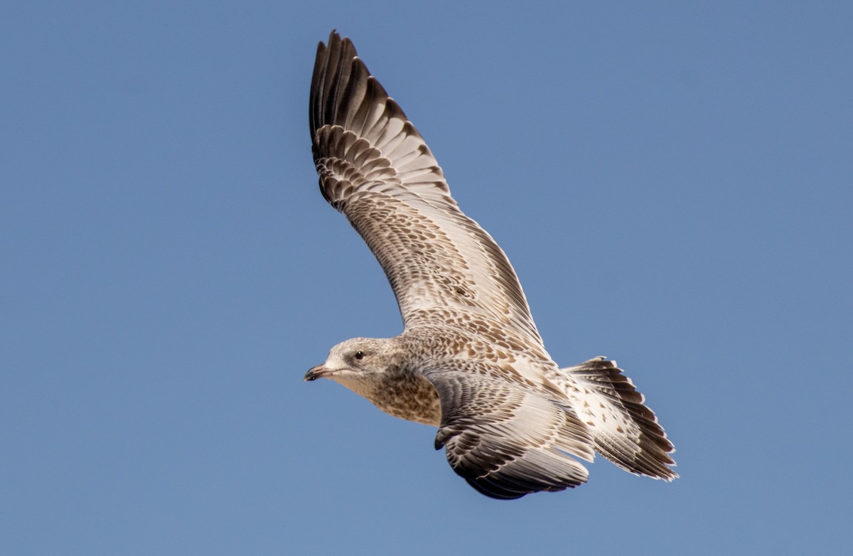 Ring-billed Gull - ML621803476