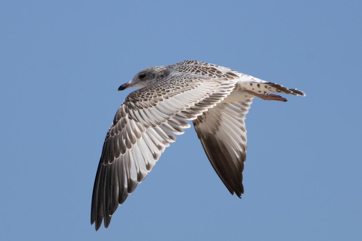 Ring-billed Gull - ML621803477