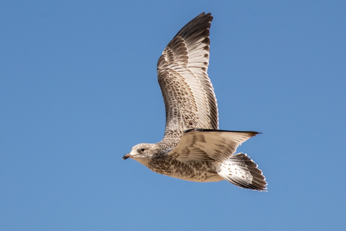 Ring-billed Gull - ML621803478