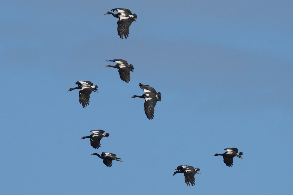 Magpie Goose - ML621803492