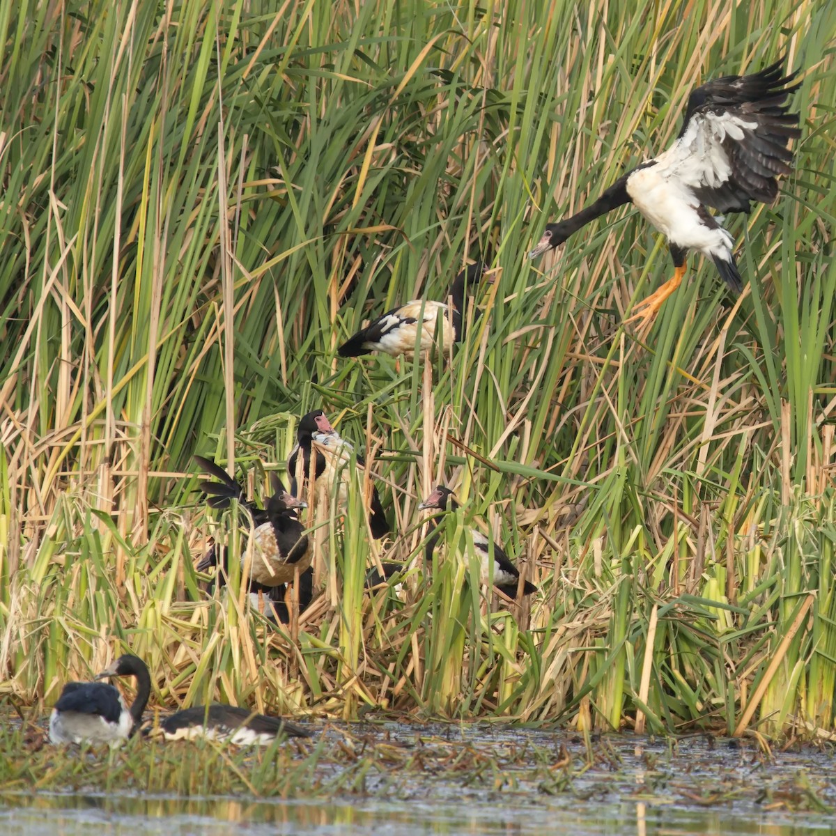 Magpie Goose - ML621803493