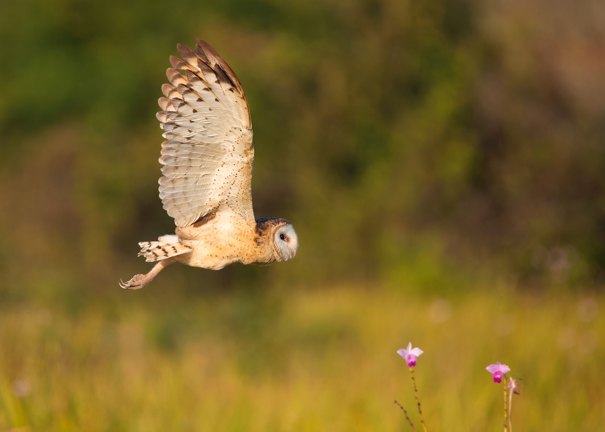 Australasian Grass-Owl - ML621803530