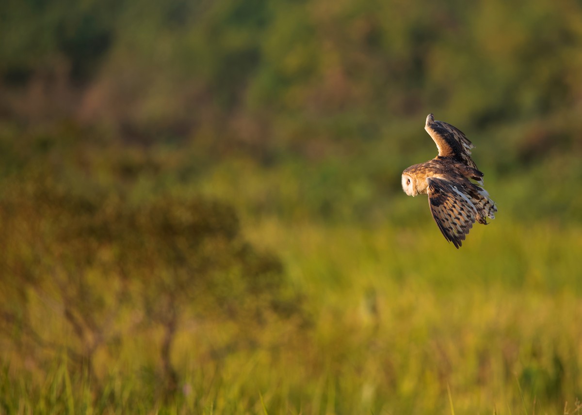 Australasian Grass-Owl - ML621803531