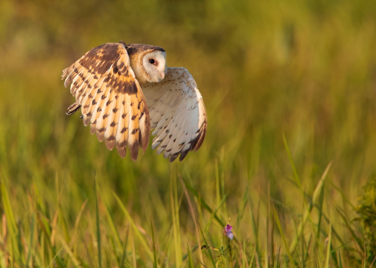 Australasian Grass-Owl - ML621803532