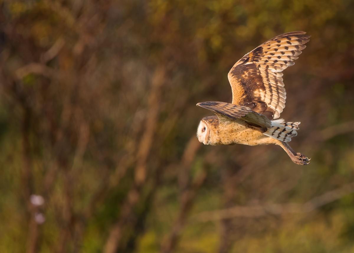 Australasian Grass-Owl - Ayuwat Jearwattanakanok