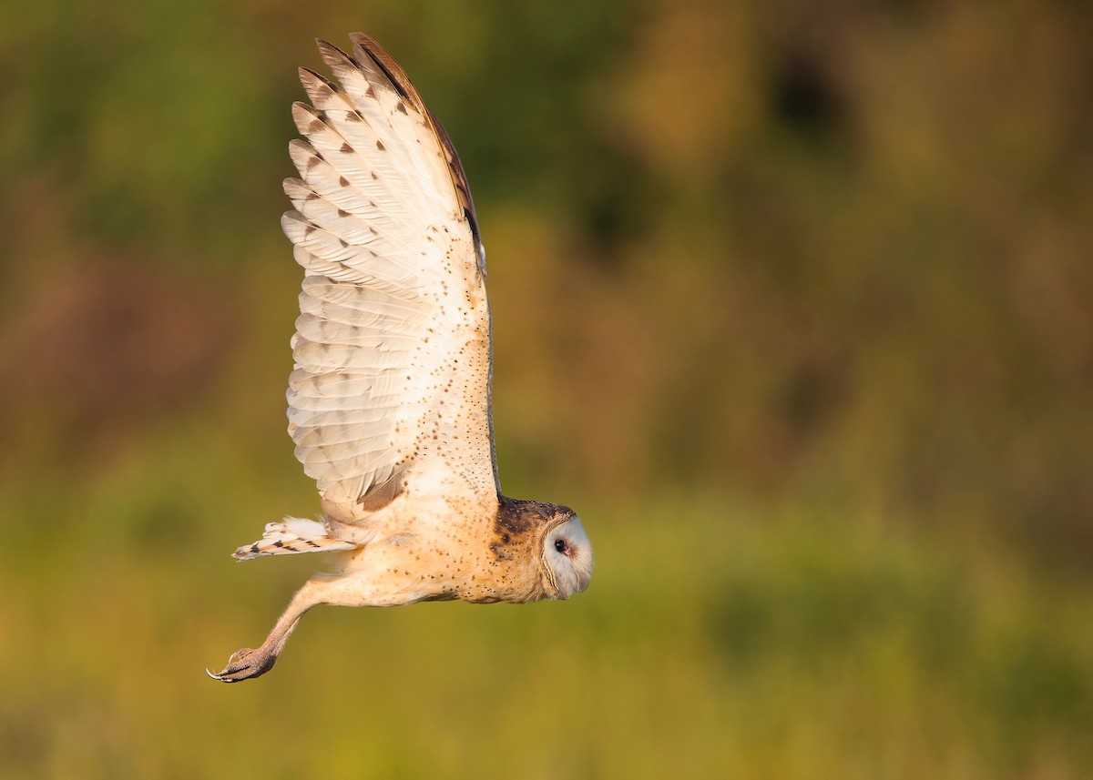 Australasian Grass-Owl - ML621803535