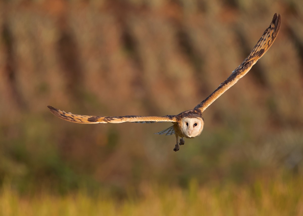 Australasian Grass-Owl - ML621803537