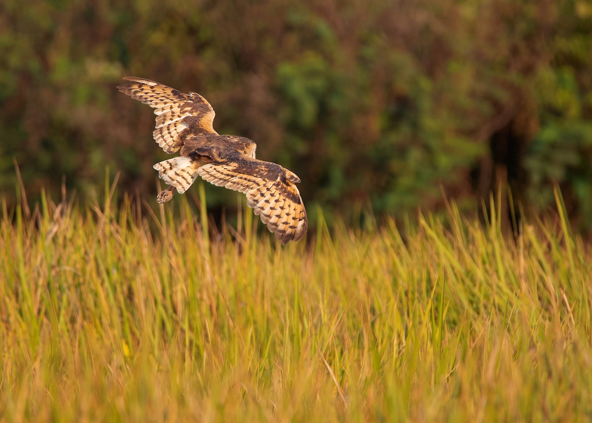 Australasian Grass-Owl - ML621803540