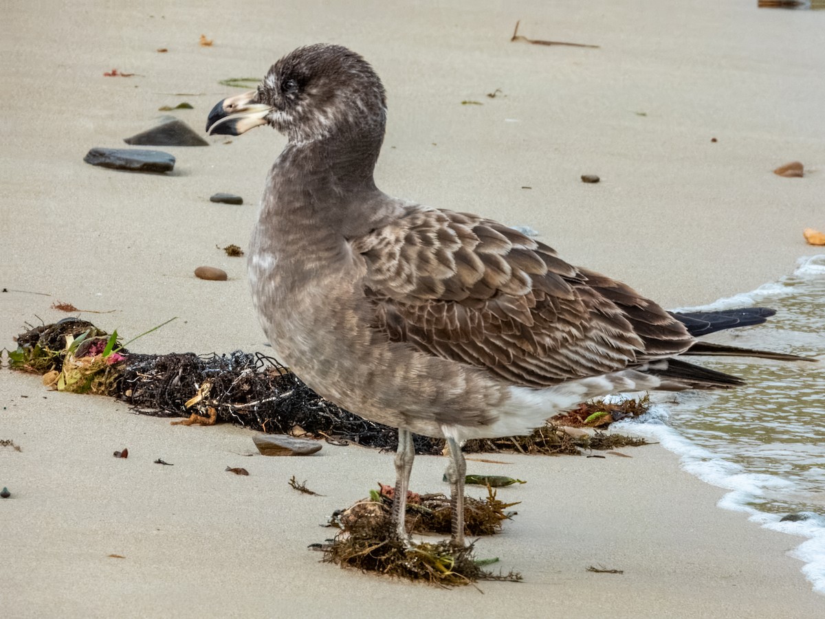 Pacific Gull - ML621803542