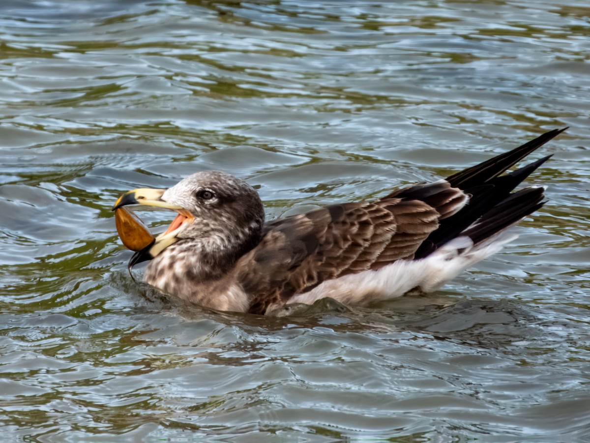 Pacific Gull - ML621803543