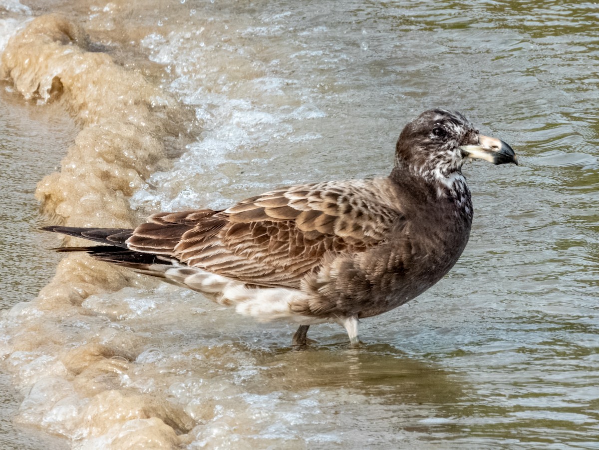 Pacific Gull - ML621803545