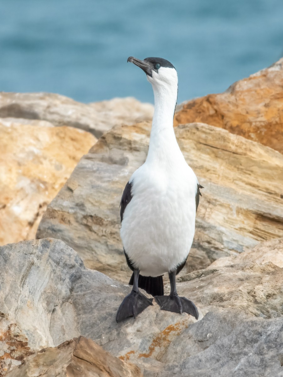 Black-faced Cormorant - ML621803546