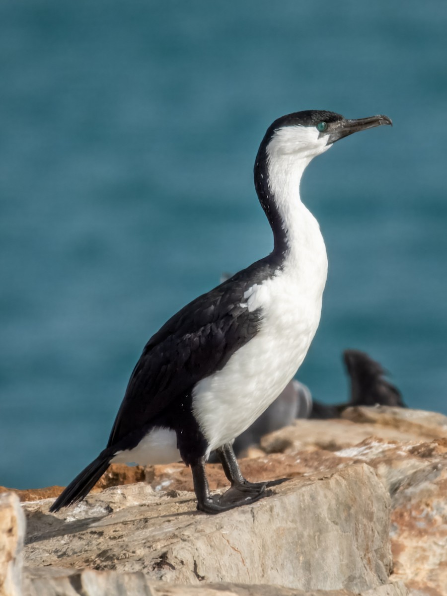 Black-faced Cormorant - ML621803547