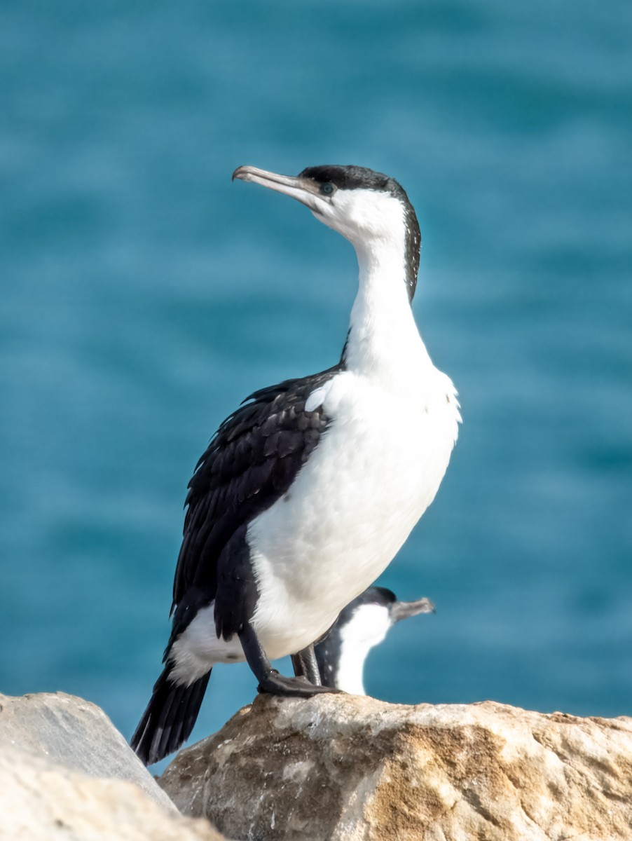 Black-faced Cormorant - ML621803549