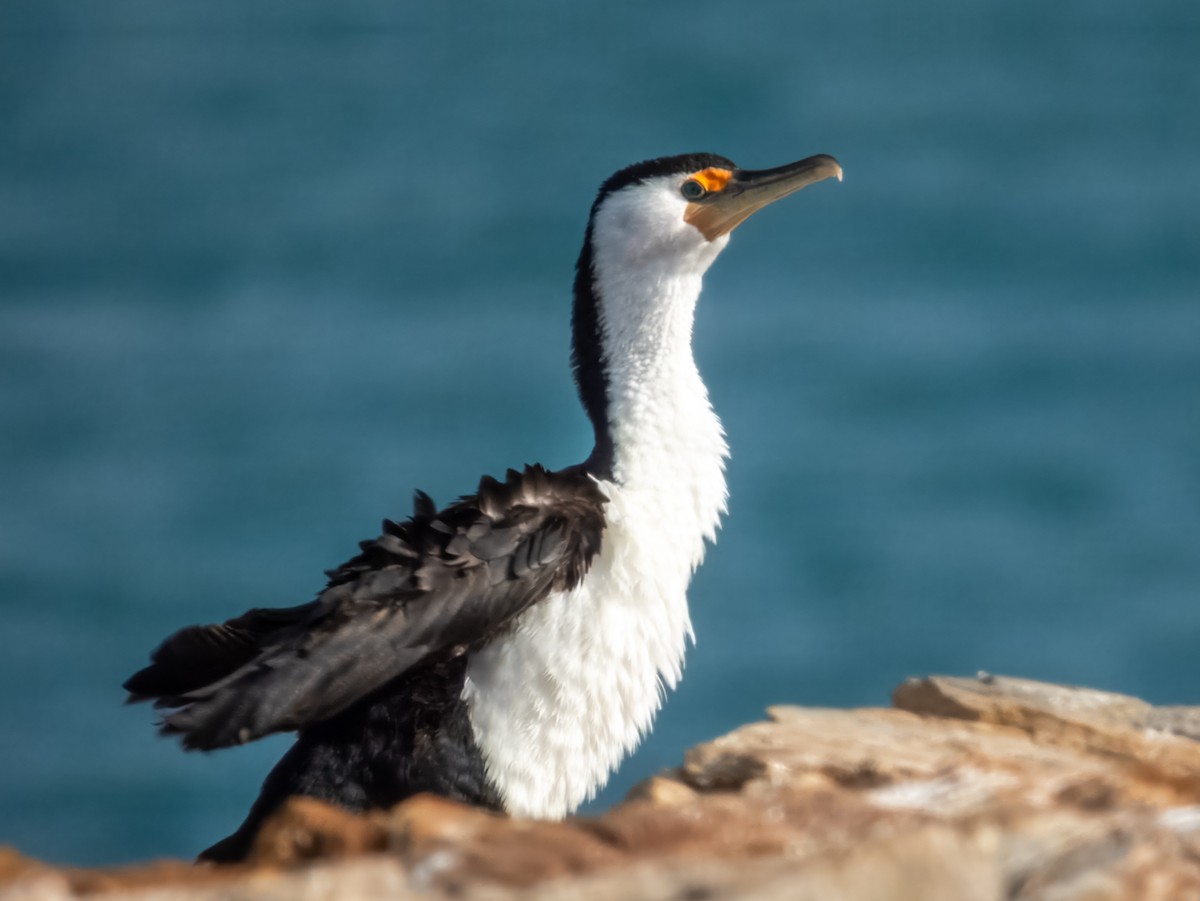 Pied Cormorant - ML621803550