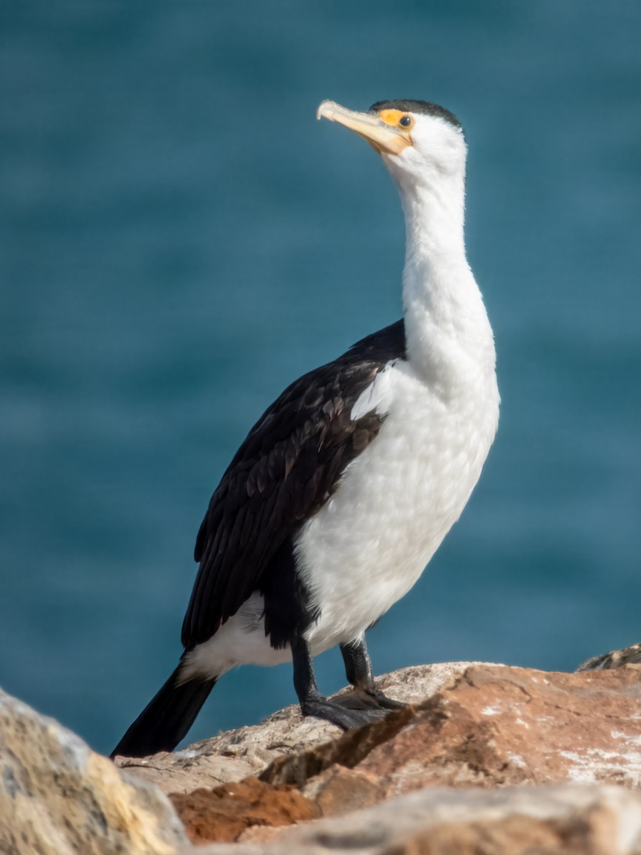 Pied Cormorant - ML621803552