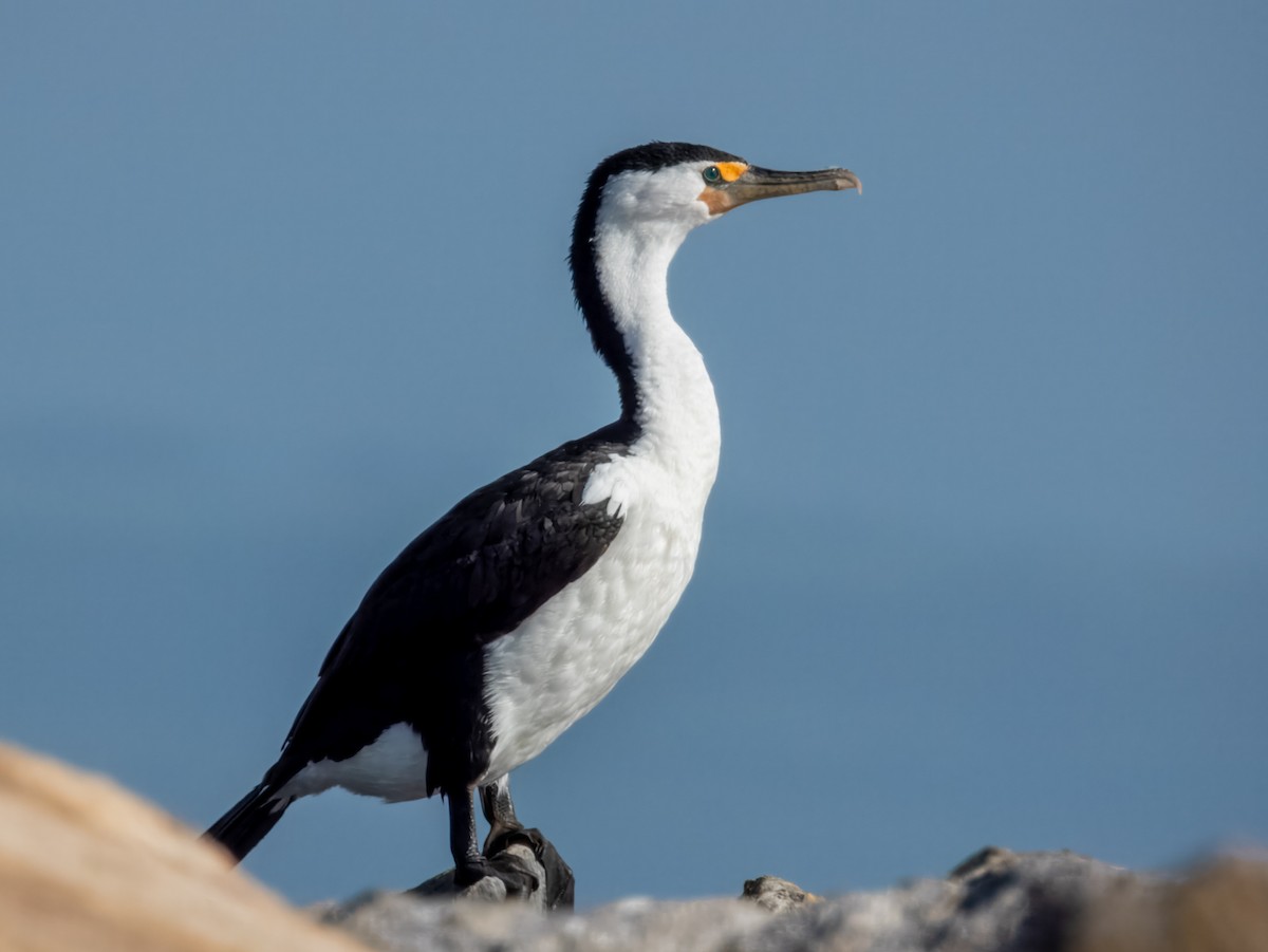 Pied Cormorant - ML621803555