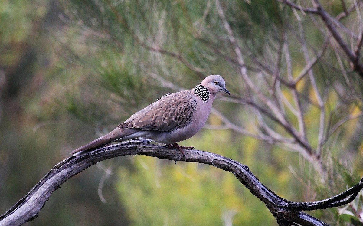 Spotted Dove - ML621803566