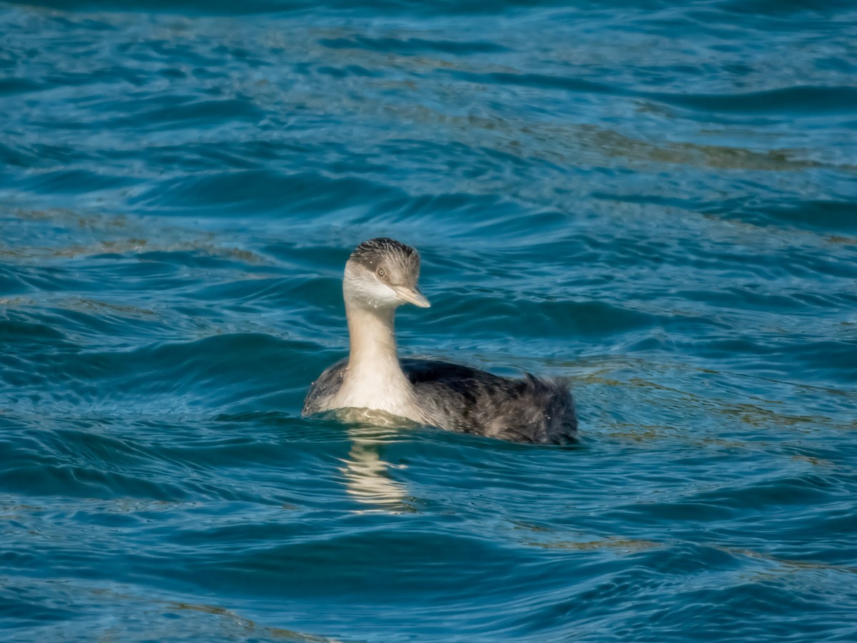 Hoary-headed Grebe - ML621803569