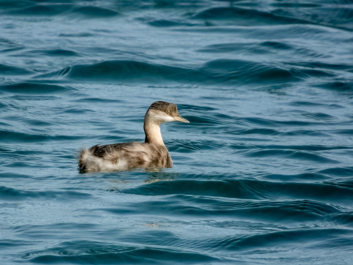 Hoary-headed Grebe - ML621803570