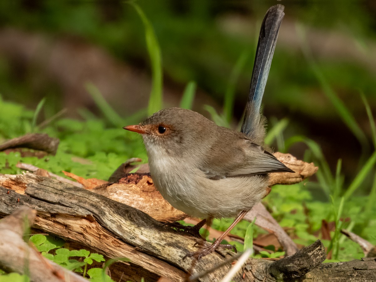 Superb Fairywren - ML621803571