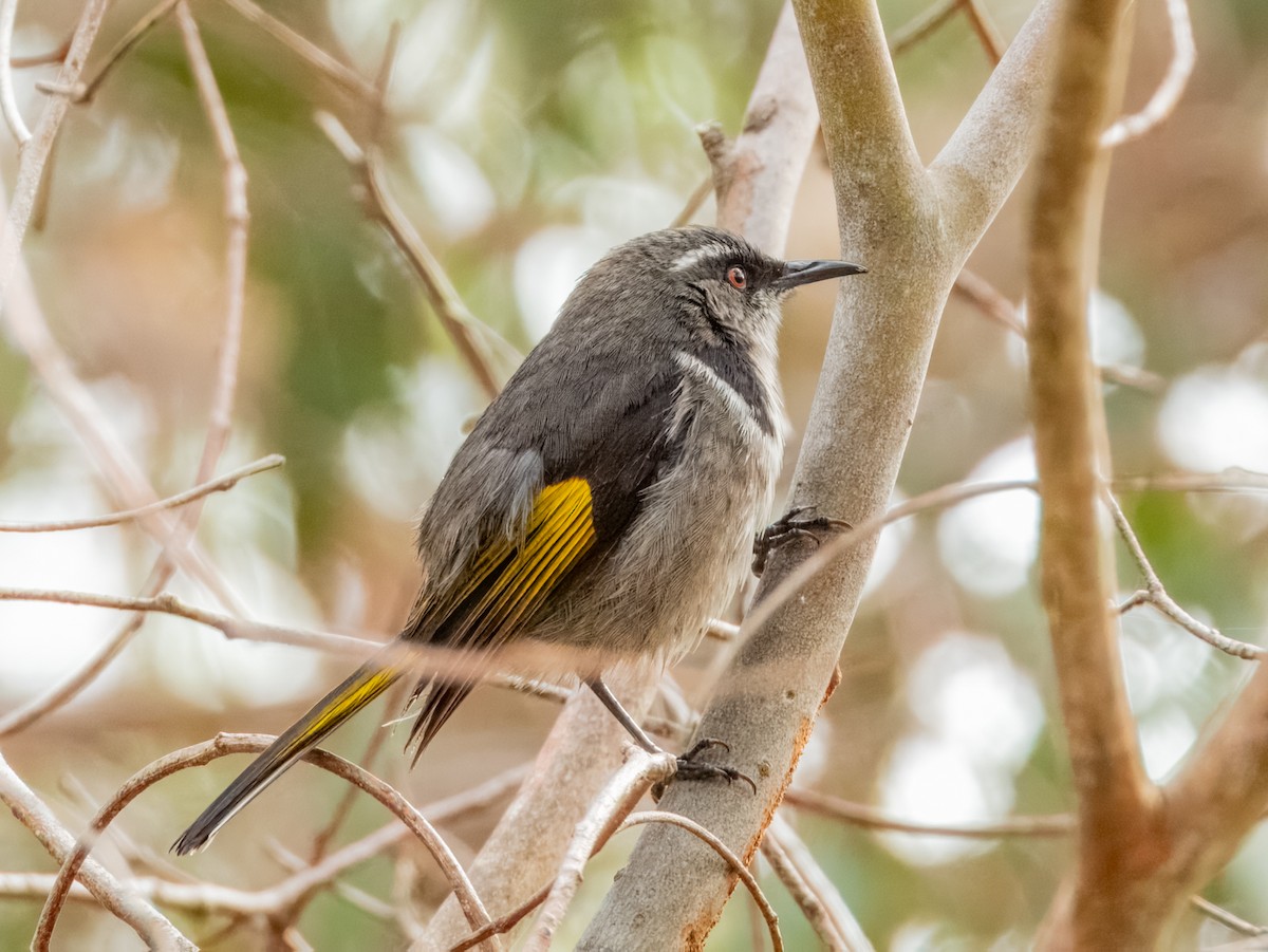 Crescent Honeyeater - ML621803573