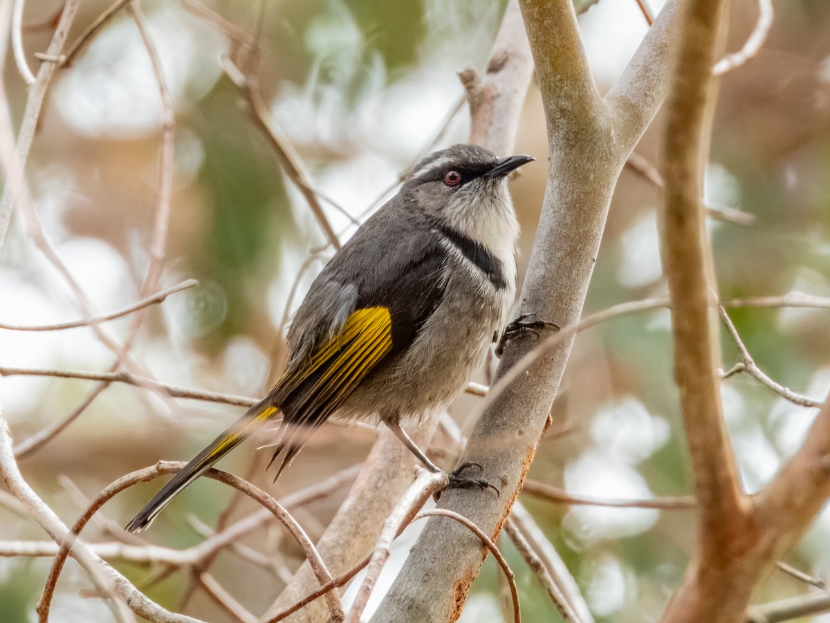 Crescent Honeyeater - ML621803574