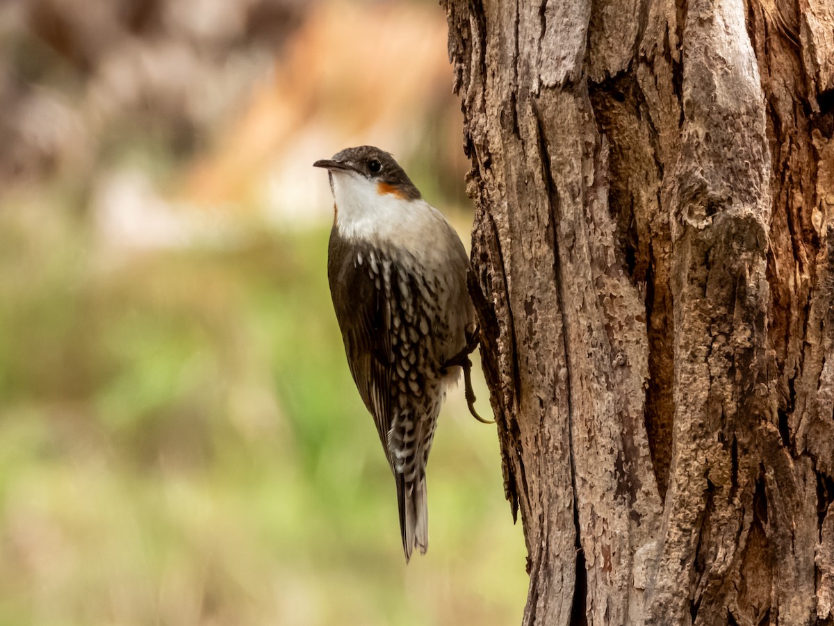 White-throated Treecreeper - Imogen Warren