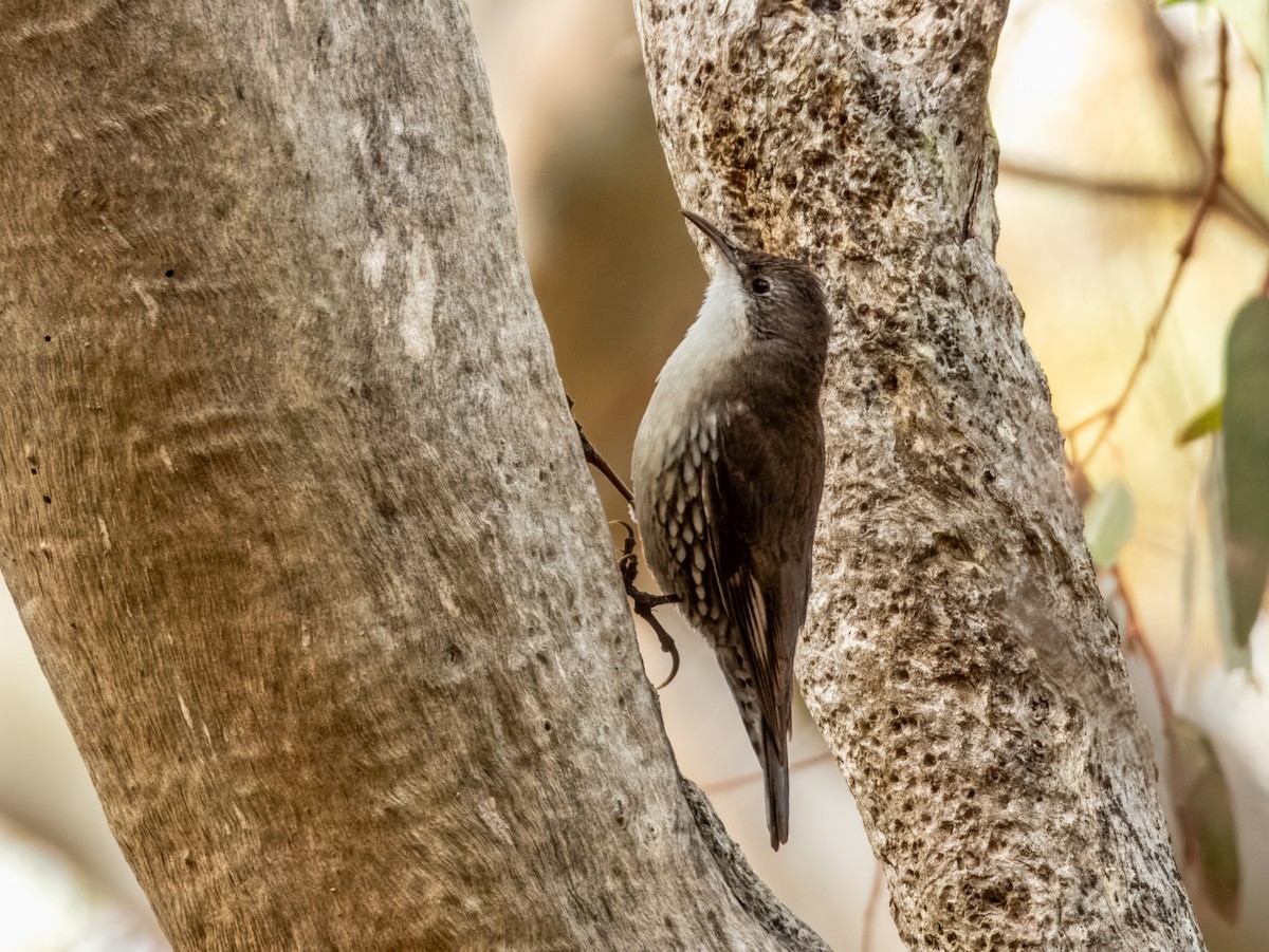 White-throated Treecreeper - ML621803581