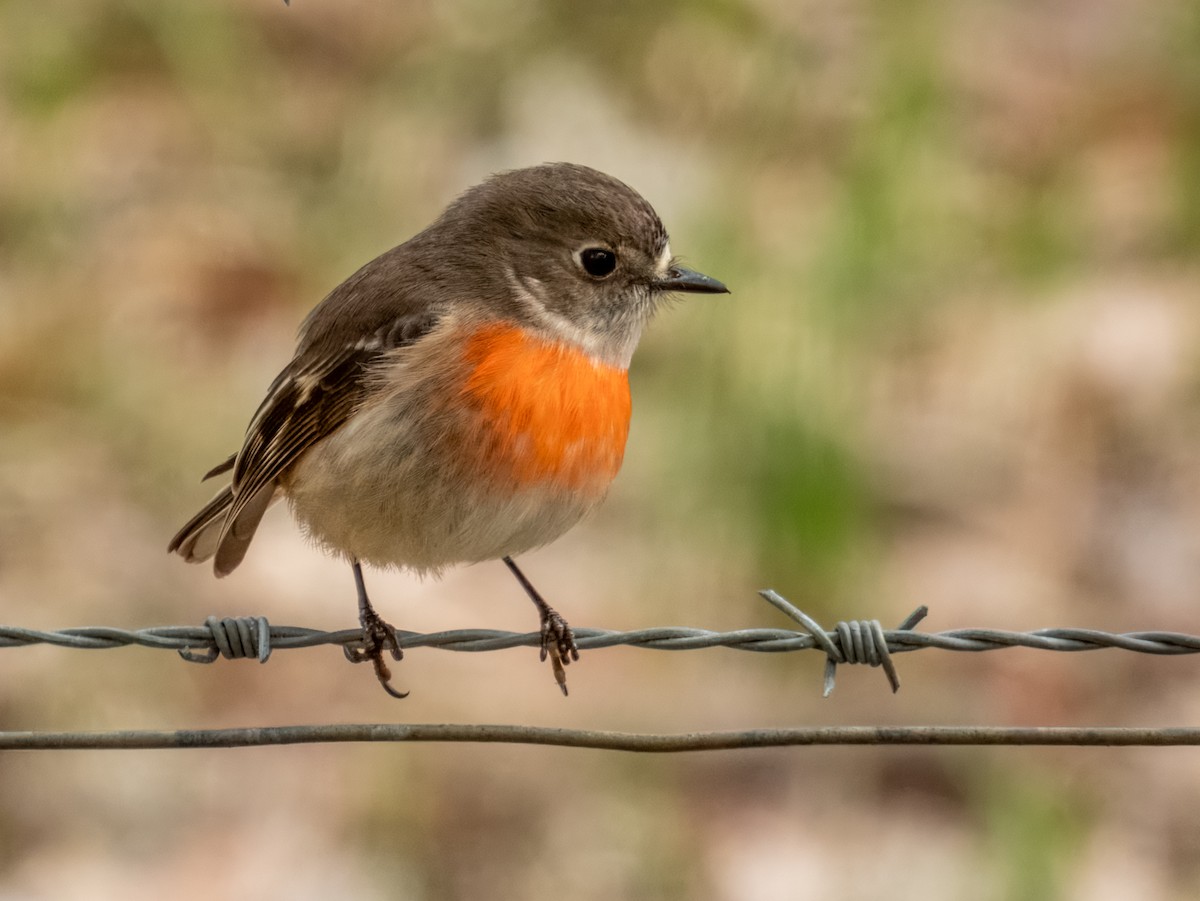 Scarlet Robin - Imogen Warren