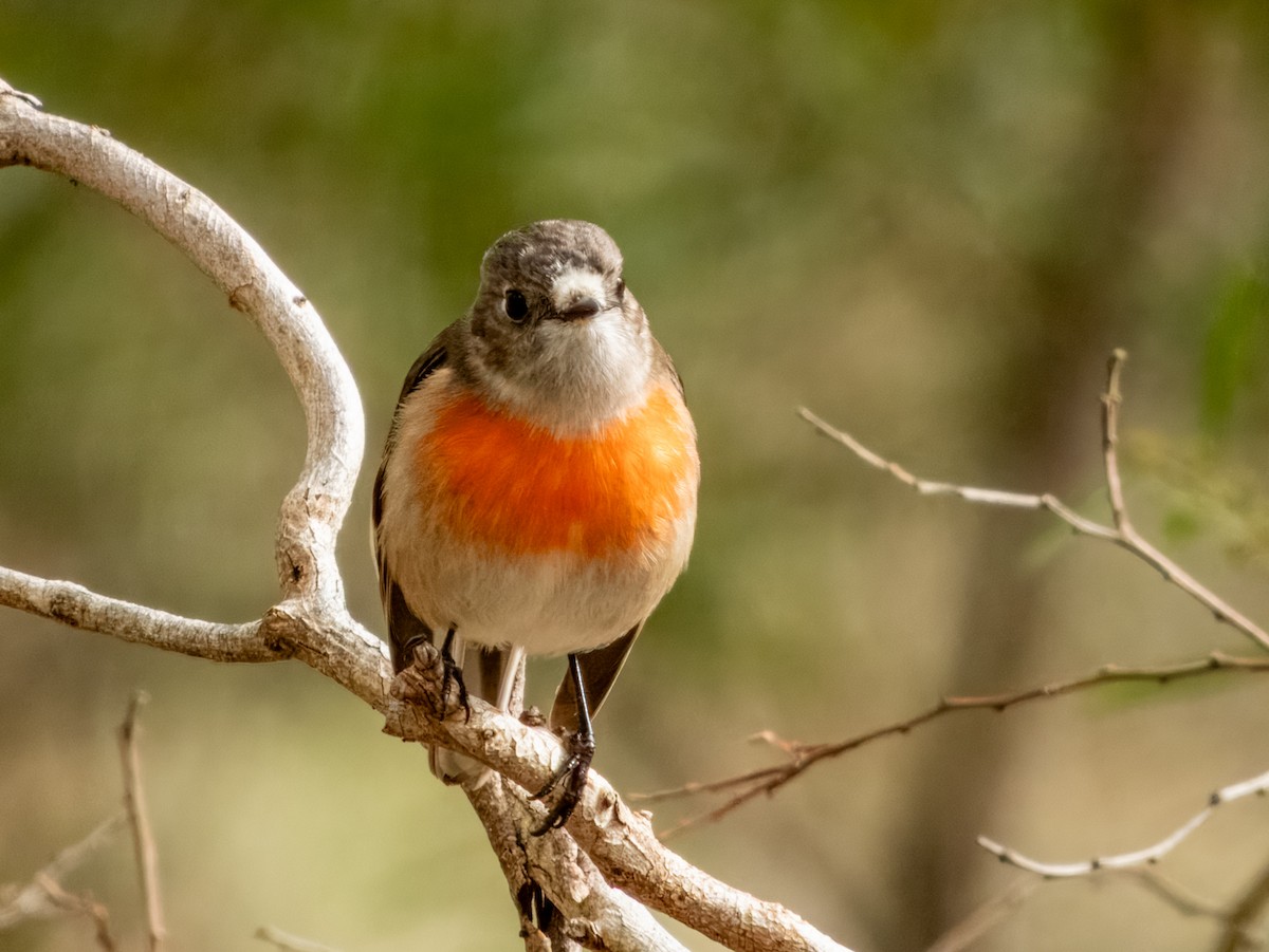 Scarlet Robin - ML621803588