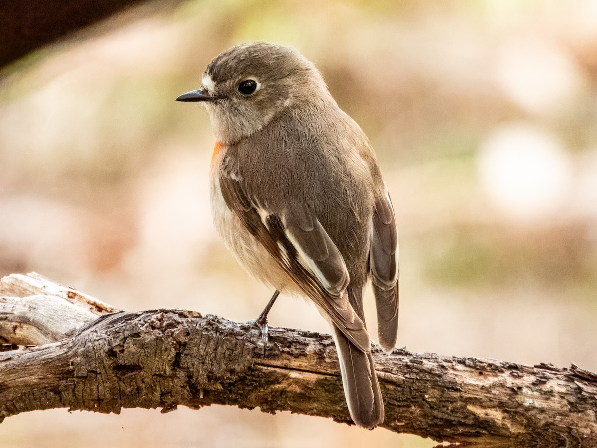 Scarlet Robin - ML621803589