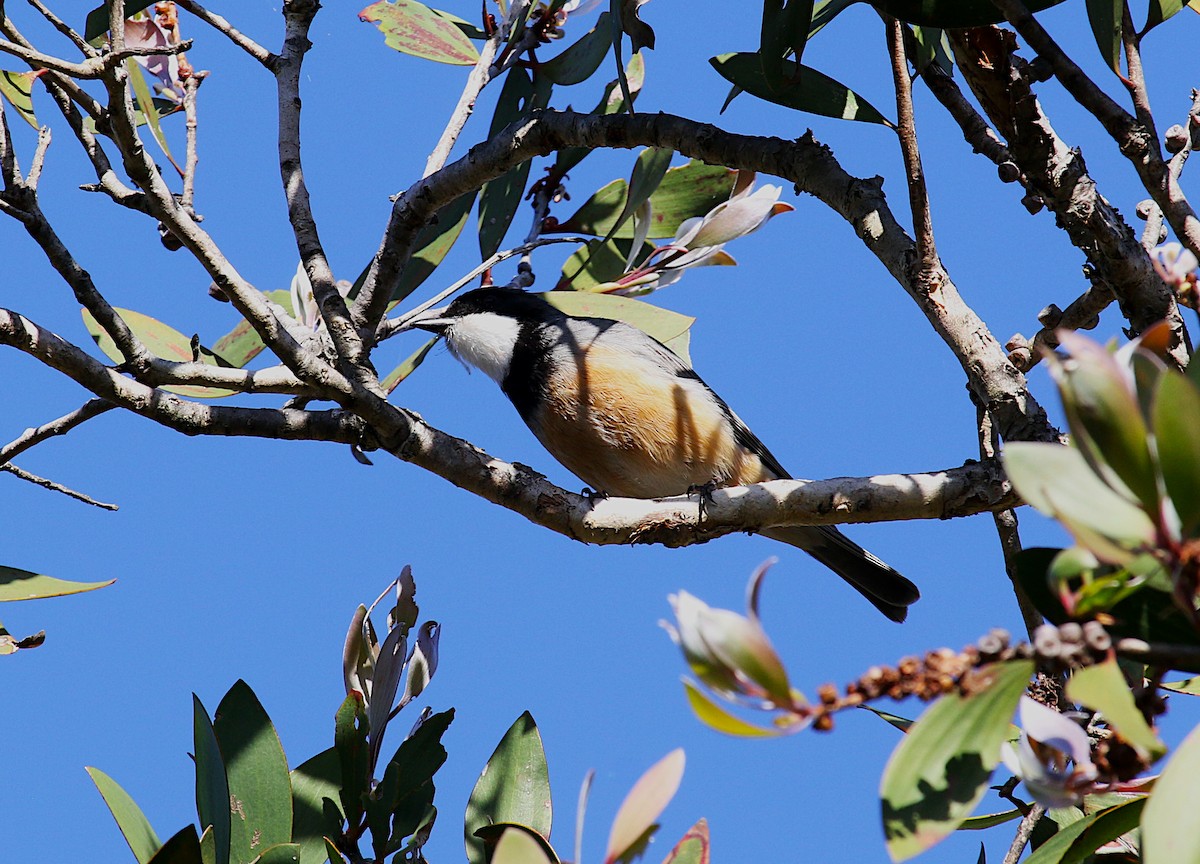 Rufous Whistler - ML621803608