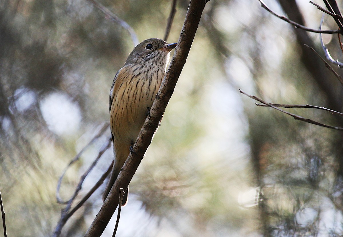 Rufous Whistler - ML621803609