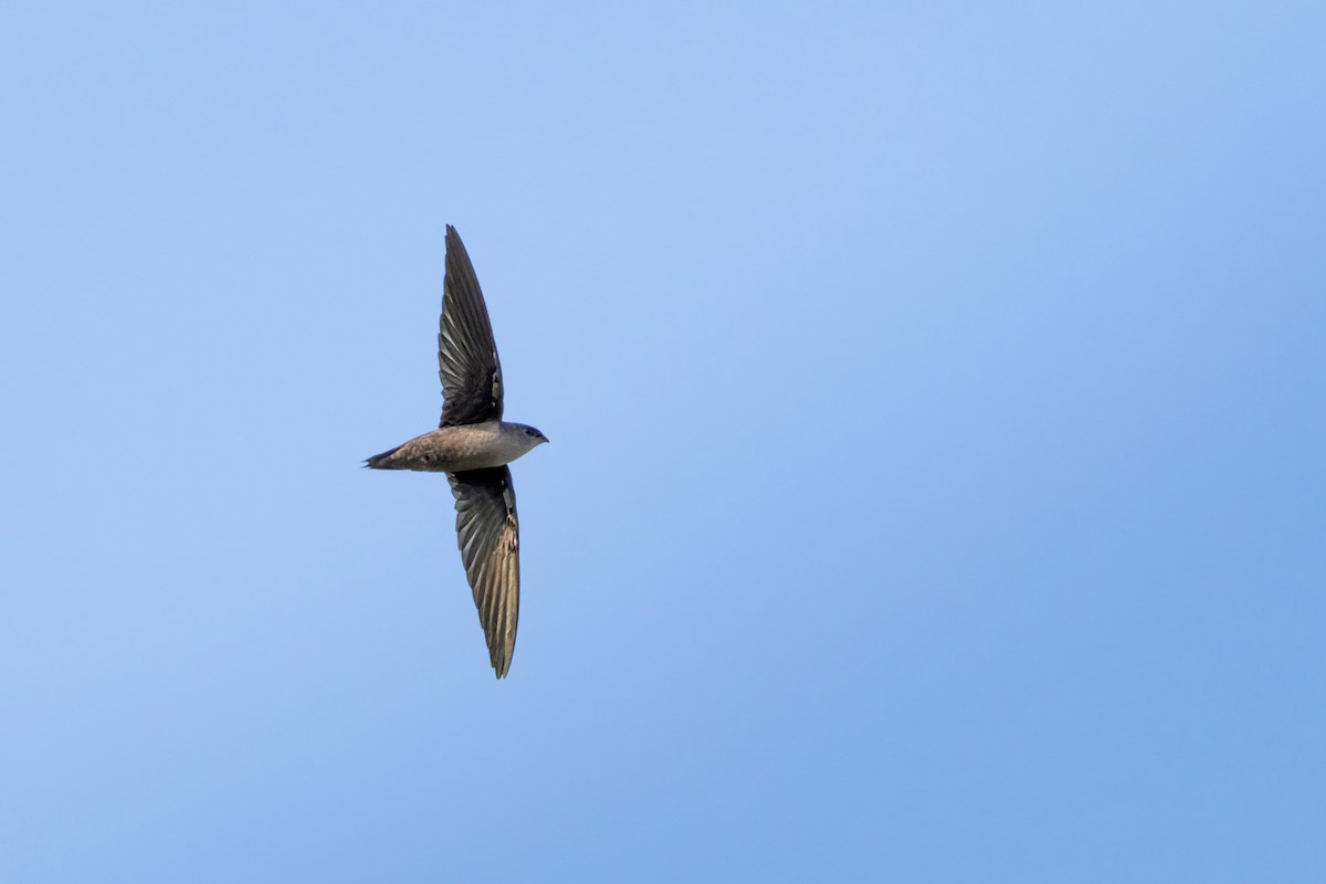 Chimney Swift - Brad Reinhardt