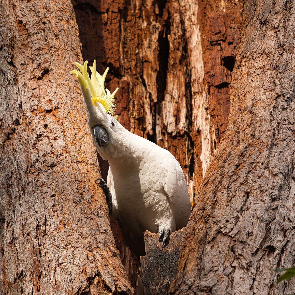 Sulphur-crested Cockatoo - ML621803686