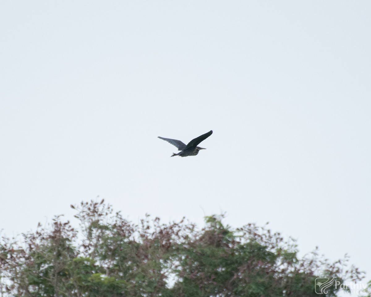 Black Bittern - ML621803697