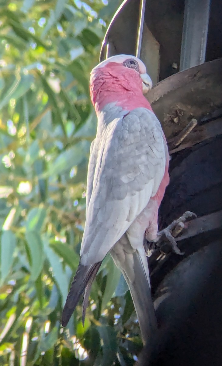 モモイロインコ - ML621803703