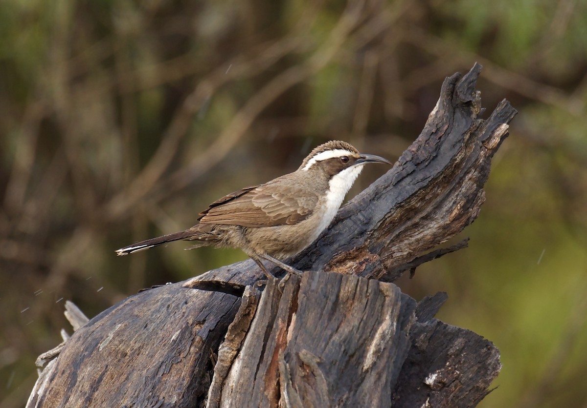 White-browed Babbler - ML621803730