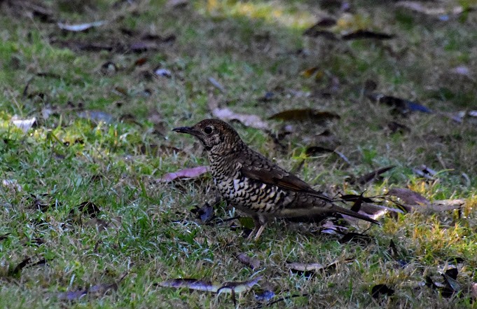 Bassian Thrush - ML621803733